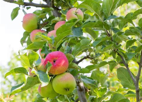 Beautiful Apple Tree With Fruits They Start To Ripen Stock Photo