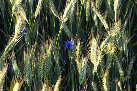 Blue Corn Flower Stock Photo Image Of Agriculture Green 74708142