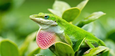 Green Anole Anole Lizard Reptile Magazine