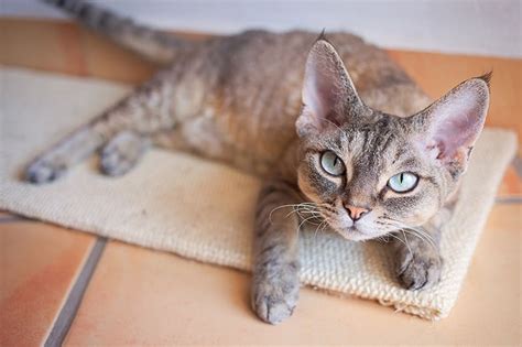 Signs And Causes Of Anemia In Cats Orange County Emergency Vets