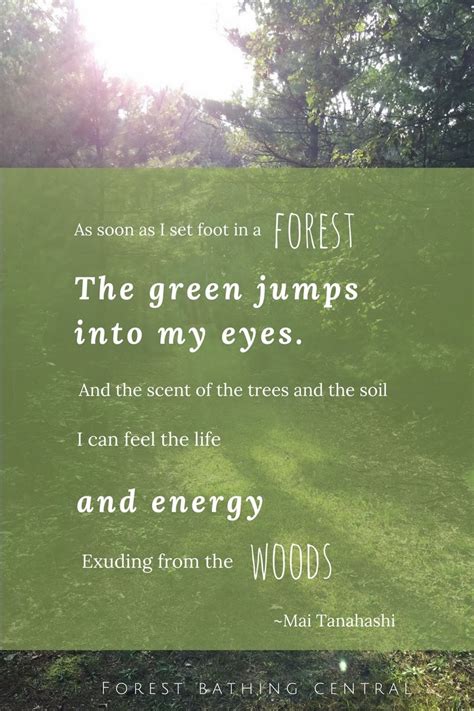 Forest Bathing Quote About The Woods Into The Woods Quotes Forest