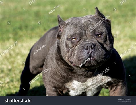 Buff Blue Nose Pitbull With Yellow Eyes Waiting To Be