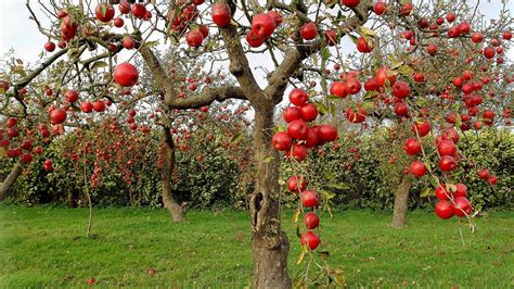 Fruits On Trees Wallpaper