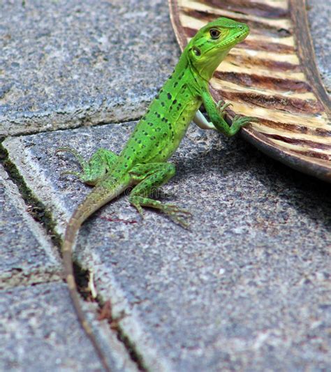 Green Lizard Eating Plants In Costa Rica Stock Photo Image Of Lizard