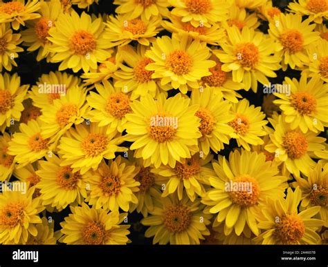 Top View Close Up Of Yellow Chrysanthemums Bouquet Composition Texture