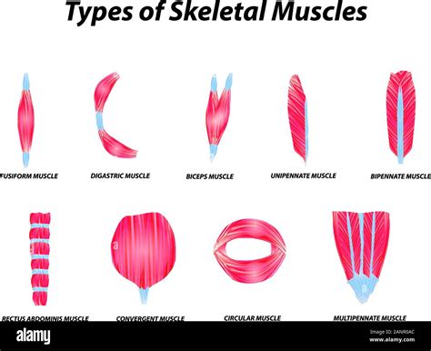The Anatomical Structure Of Skeletal Muscles Infographic Vector