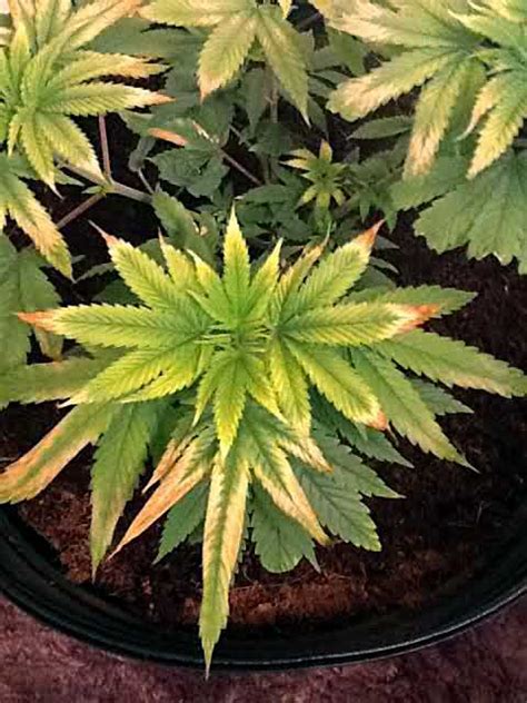 Maybe you would like to learn more about one of these? Cannabis Light Burn & Light Stress Symptoms | Grow Weed Easy