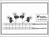 Silver In-situ Hybridization Images