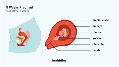 5 أسابيع من الحمل الأعراض والنصائح والمزيد الدواء