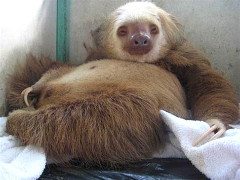 We know that exotic pet is not always the easiest thing so we are here to make it easy. If It's Hip, It's Here (Archives): Not Just Sloths, Baby ...