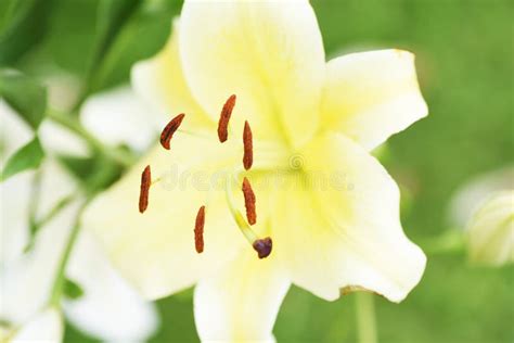 Stamen And Pistil Of A Lily Stock Image Image Of Floral Blooming