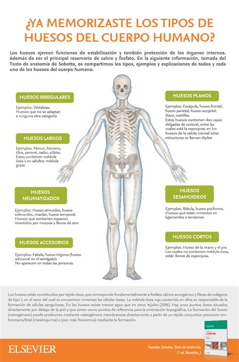 Tipos De Huesos Del Cuerpo Humano Medical Anatomy Anatomy Medical