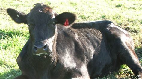 Bovine Ephemeral Fever Found In Cattle On Nsw North Coast Manning
