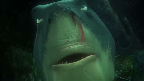 Shark Smell Blood Of Dory And Lost Self Control In Finding Nemo Youtube