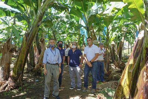 Visit Banana Plantation At Kapatagan Consulate General Of Japan In Davao
