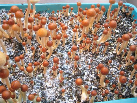 Magic Mushrooms Gallery Ebaums World