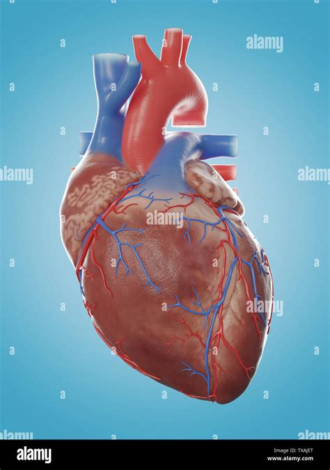 3d Rendered Medically Accurate Illustration Of The Human Heart Anatomy