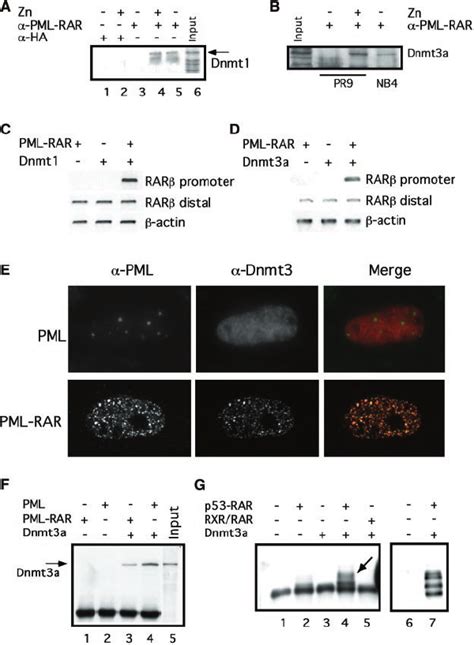 Epigenetic Role Of Pml Rar In Differ Entiation A Pr9 Cells Were