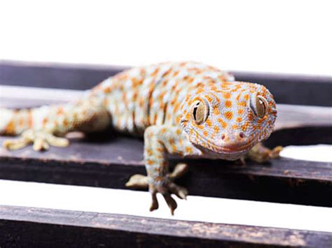 Tokay geckos are nocturnal lizards that live in southeast asia. Smuggling: Astronomically high value illegal Lizard trade ...