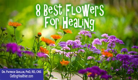 8 Popular Flowers For Healing Getting Healthier