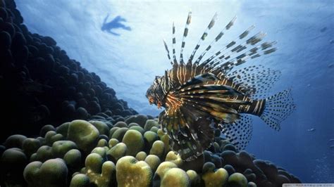 15 Pics Of Amazing Coral Reefs And Fishes Mostbeautifulthings