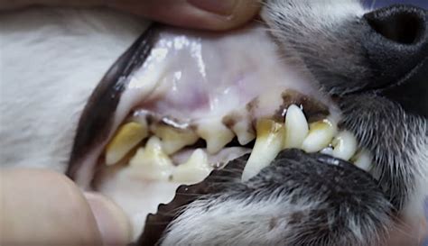 Pale Gums In Dogs What It Means When A Dogs Gums Are Pale