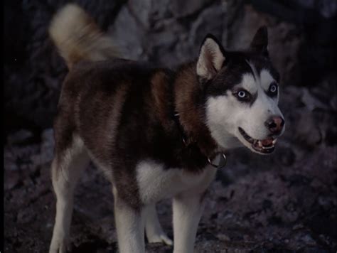 Demon From Snow Dogs Siberian Huskies Photo 32171013 Fanpop