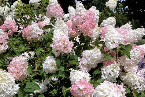 All The Types Of Hydrangeas You Can Grow In The South Hydrangea