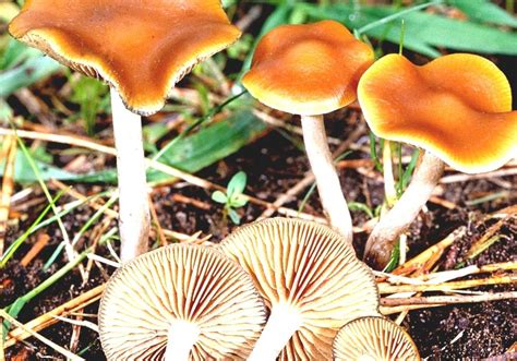 Psilocybe Azurescens Psilocybin Mushrooms In Oregon