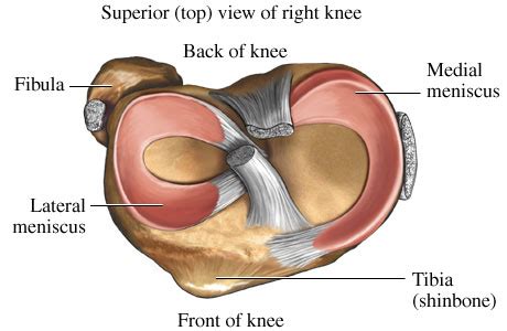 Anatomical terms allow us to describe the body and body motions more precisely. All About The Knee | Precision Nutrition