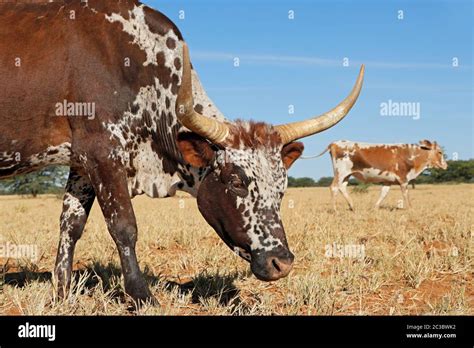 Portrait Of A Nguni Cow Indigenous Cattle Breed Of South Africa Stock