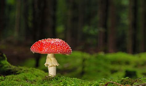 Mushroom Toadstool Forest Floor Free Photo On Pixabay