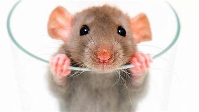 Rats Pet Rat Behavior