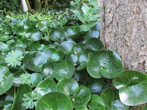 We did not find results for: Bodembedekkers zijn ideaal voor je tuin: weinig onderhoud ...