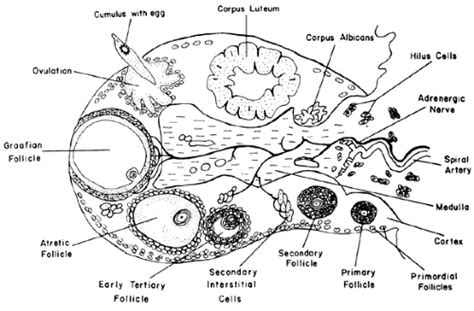 Morphology Of The Ovary Oncohema Key