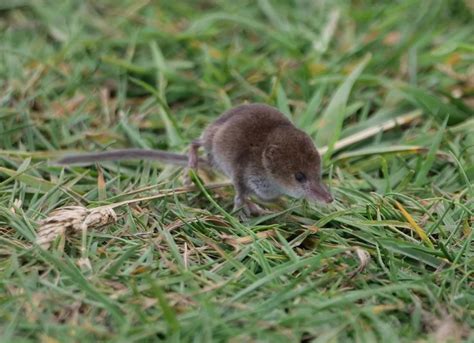 How To Get Rid Of Voles Control And Prevention Guide