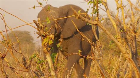 Why Elephants Are Seeking Refuge In Botswana Bbc News