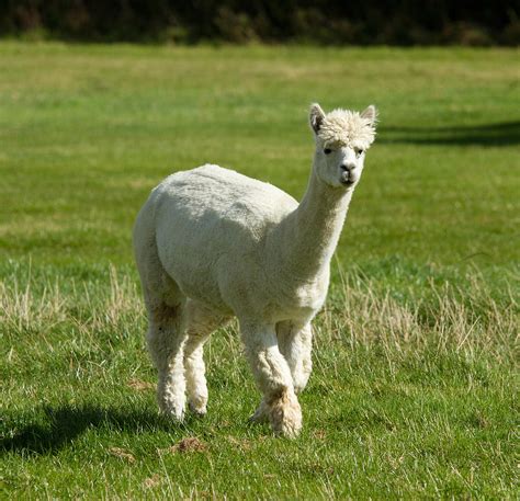 White Alpaca Photograph By Charlesy