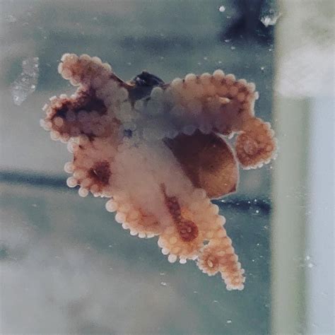 Dwarf Octopus Octopus Joubini Tampa Bay Saltwater