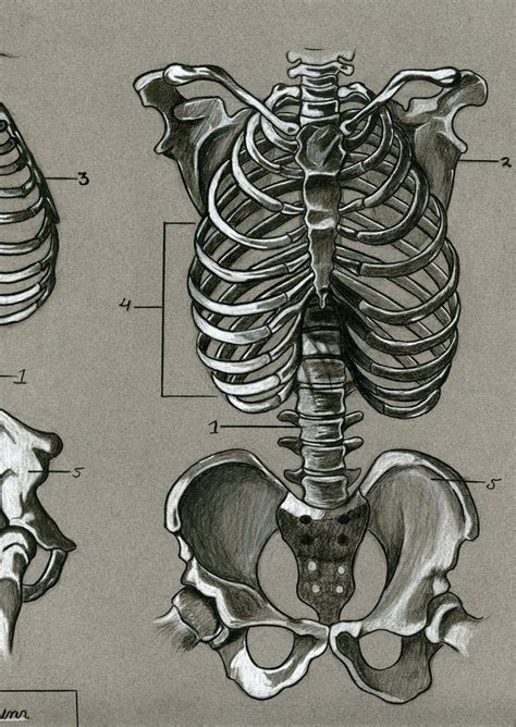 Zeichnen Der Menschlichen Anatomie In Anatomie Z Vrogue Co