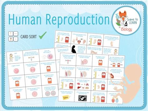 Human Reproduction From Conception To Birth Card Sort Ks34