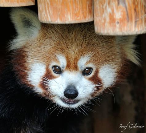Red Panda House By Josef Gelernter On 500px Red Panda Panda Animals