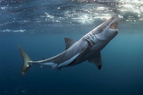 Animals Shark Underwater Great White Shark Wallpapers Hd Desktop