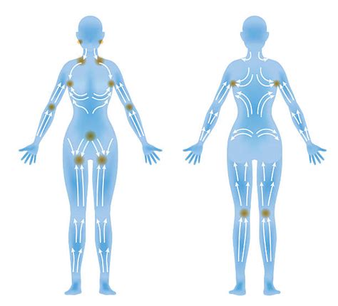 Lymphatic System Diagram Stock Photos Pictures And Royalty Free Images