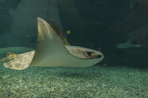Shark Shallows Becomes The Shallows South Carolina Aquarium