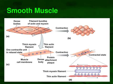 PPT - Muscle Physiology PowerPoint Presentation, free download - ID:730003