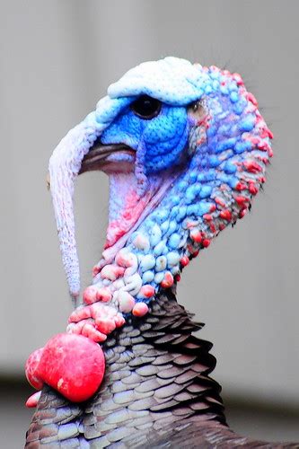 Wild blue turkey head | the variation in colours is huge ...