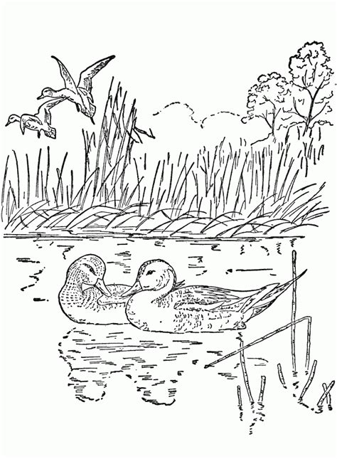 Coloring Pages For Adults Nature - Coloring Home