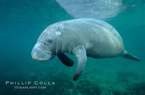 West Indian Manatee Trichechus Manatus Three Sisters Springs Crystal