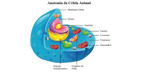 Estrutura De Uma Celula Animal